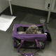 Illustration for article titled How to Fly Overseas With a Jerk Cat
